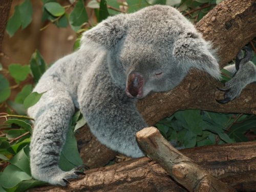 Koala schläft