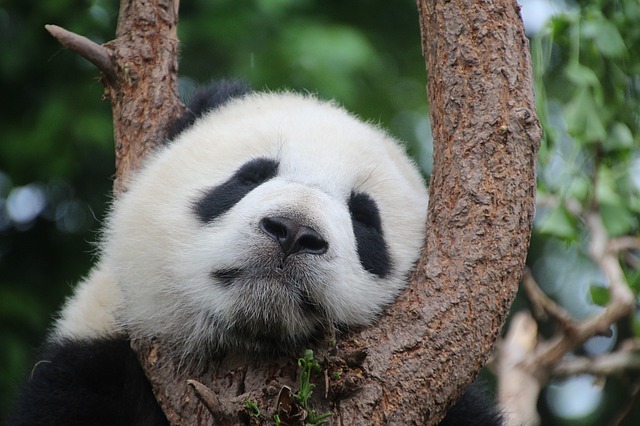 Panda entspannt